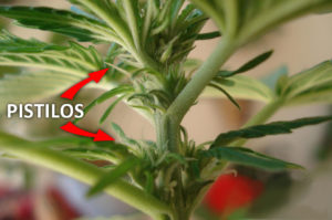 Pré-flor fêmea de cannabis