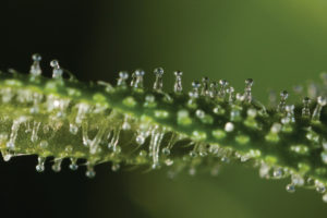 que-sao-tricomas