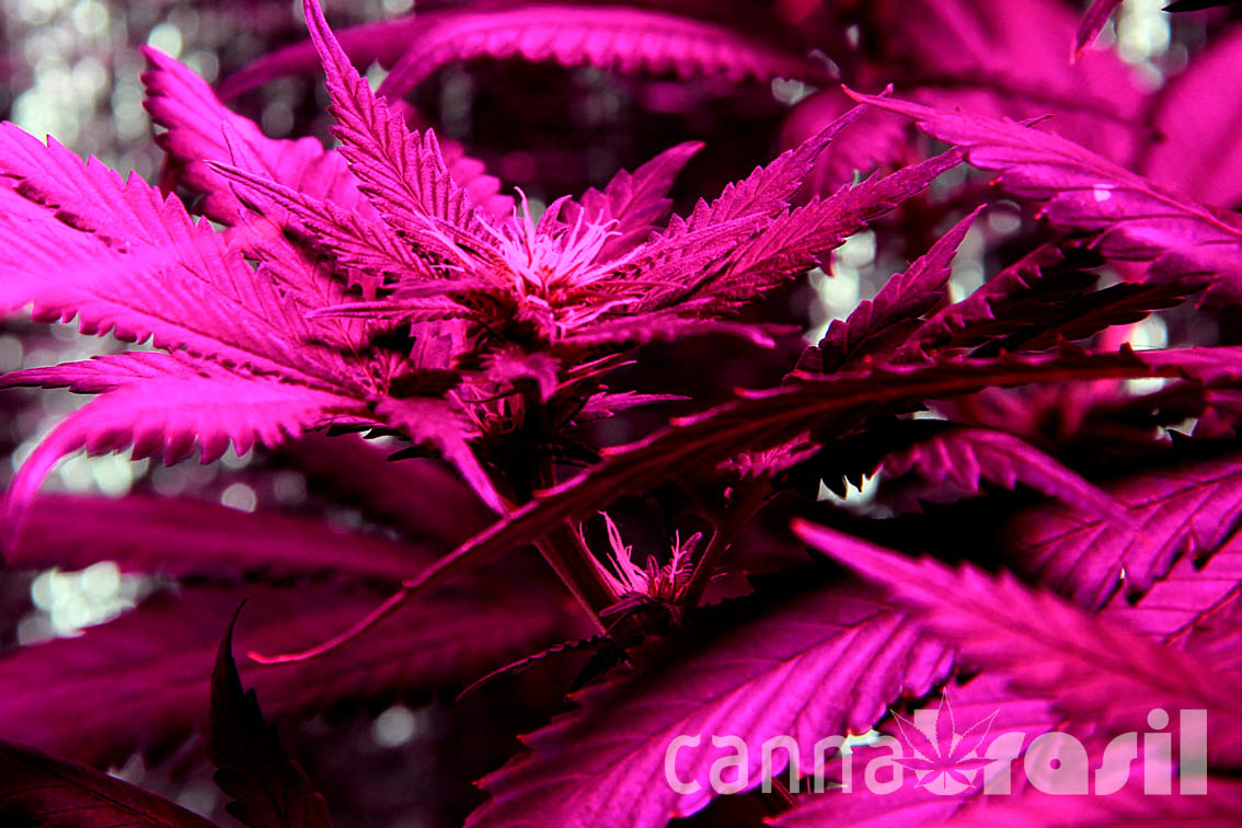 Floração de cannabis 14 dias