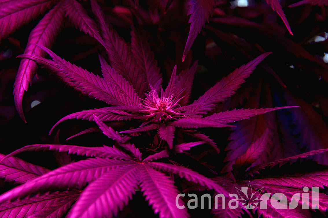Floração-cannabis-14DD-2