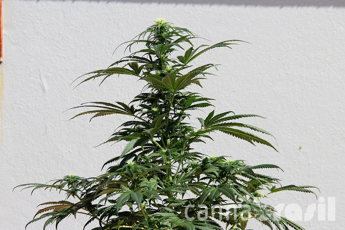Floração de cannabis 20 dias