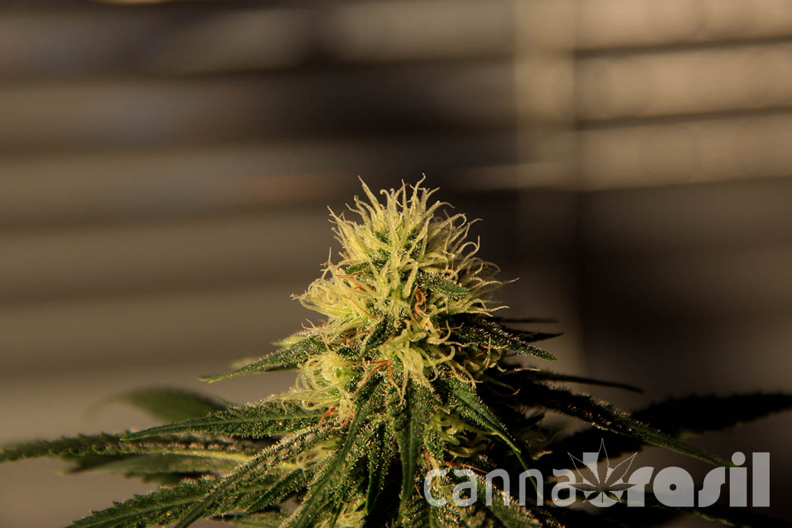 Floração cannabis 30 dias