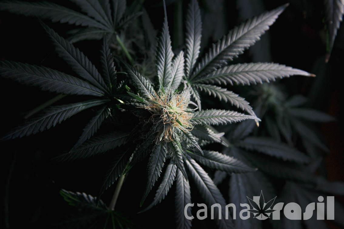 Floração de cannabis 40 dias