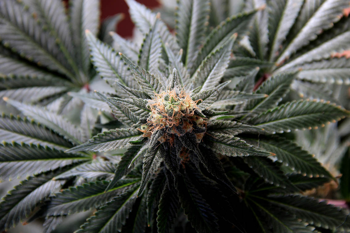 Floração de cannabis 48 dias