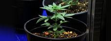 Planta de cannabis no vegetativo